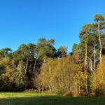 Alice Holt Forest, Story Trails and Adventure Play Areas in Farnham, Hampshire