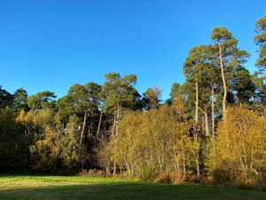 Alice Holt Forest, Story Trails and Adventure Play Areas in Farnham, Hampshire
