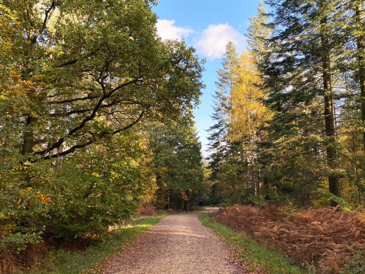Alice-Holt-Forest-Farnham-Hampshire-4.jpg