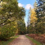 Alice Holt Forest, Story Trails and Adventure Play Areas in Farnham, Hampshire