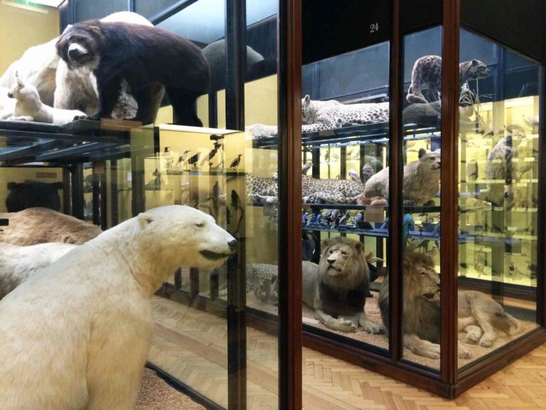Natural History Museum at Tring