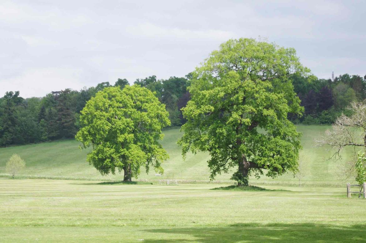 Loseley-Park-3-Op.jpg