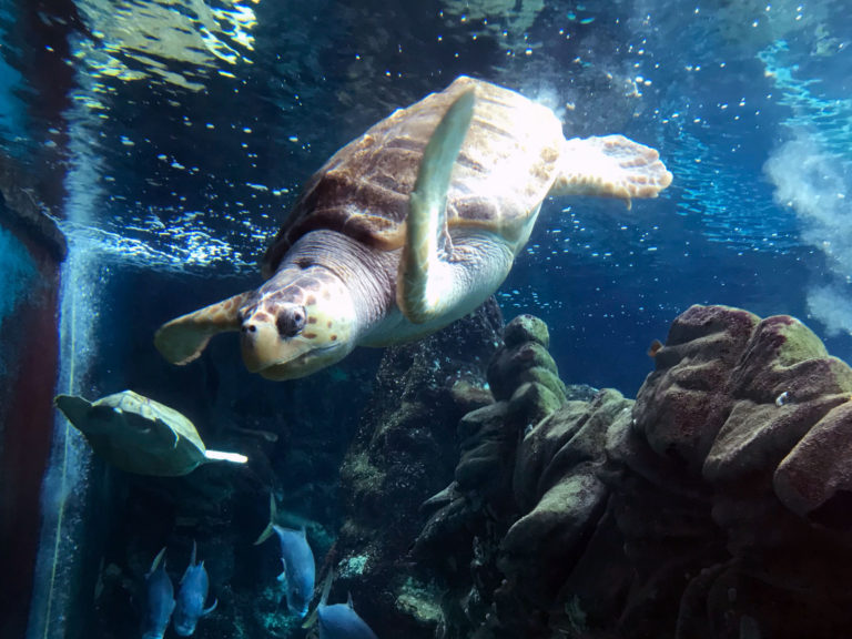 Oceanarium: The Bournemouth Aquarium, Bournemouth, Dorset