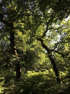 West Hanger in Shere Woodlands in Shere, Near Guildford, Surrey Hills