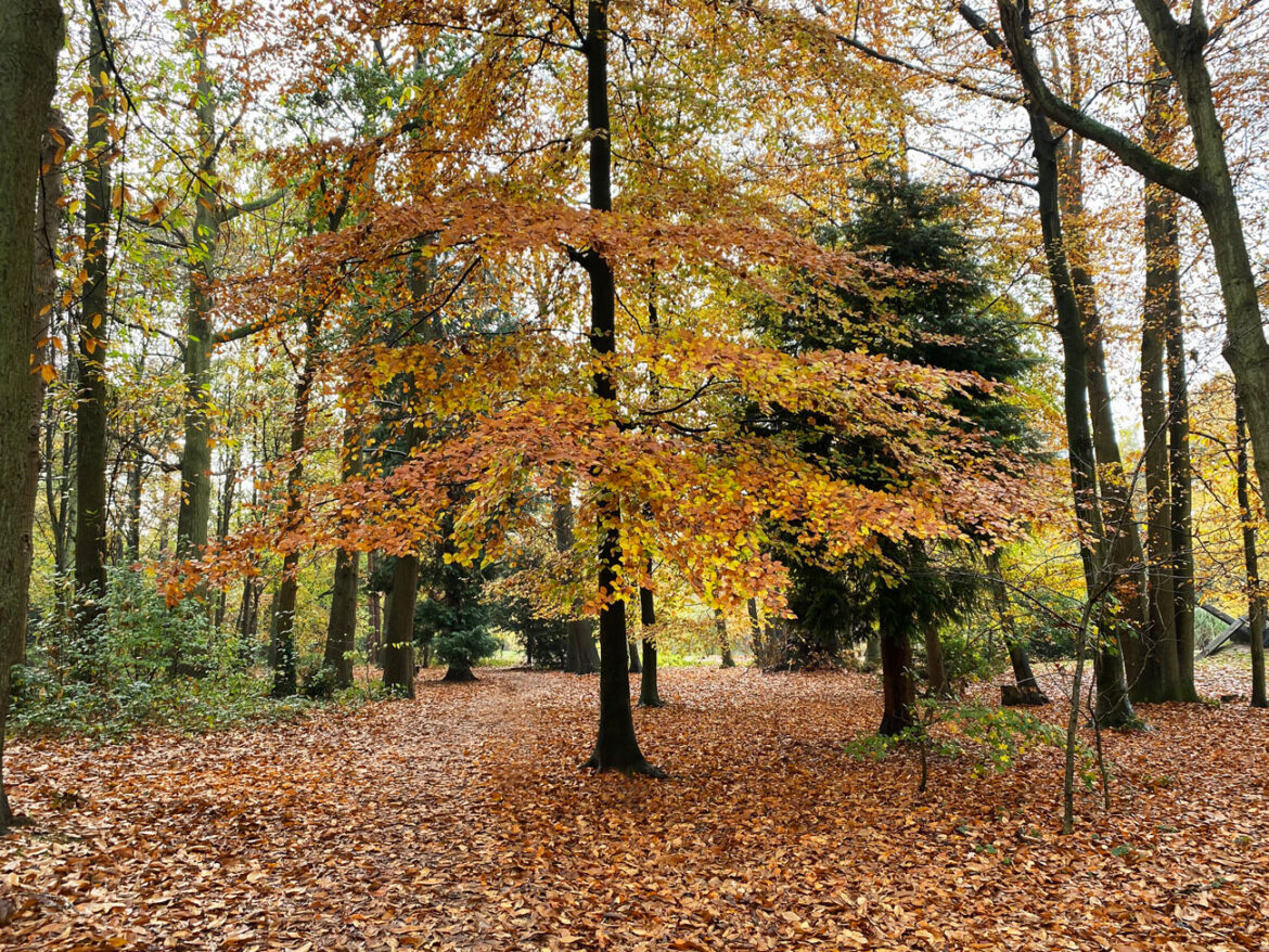 South-Hill-Park-Bracknell-108.jpg