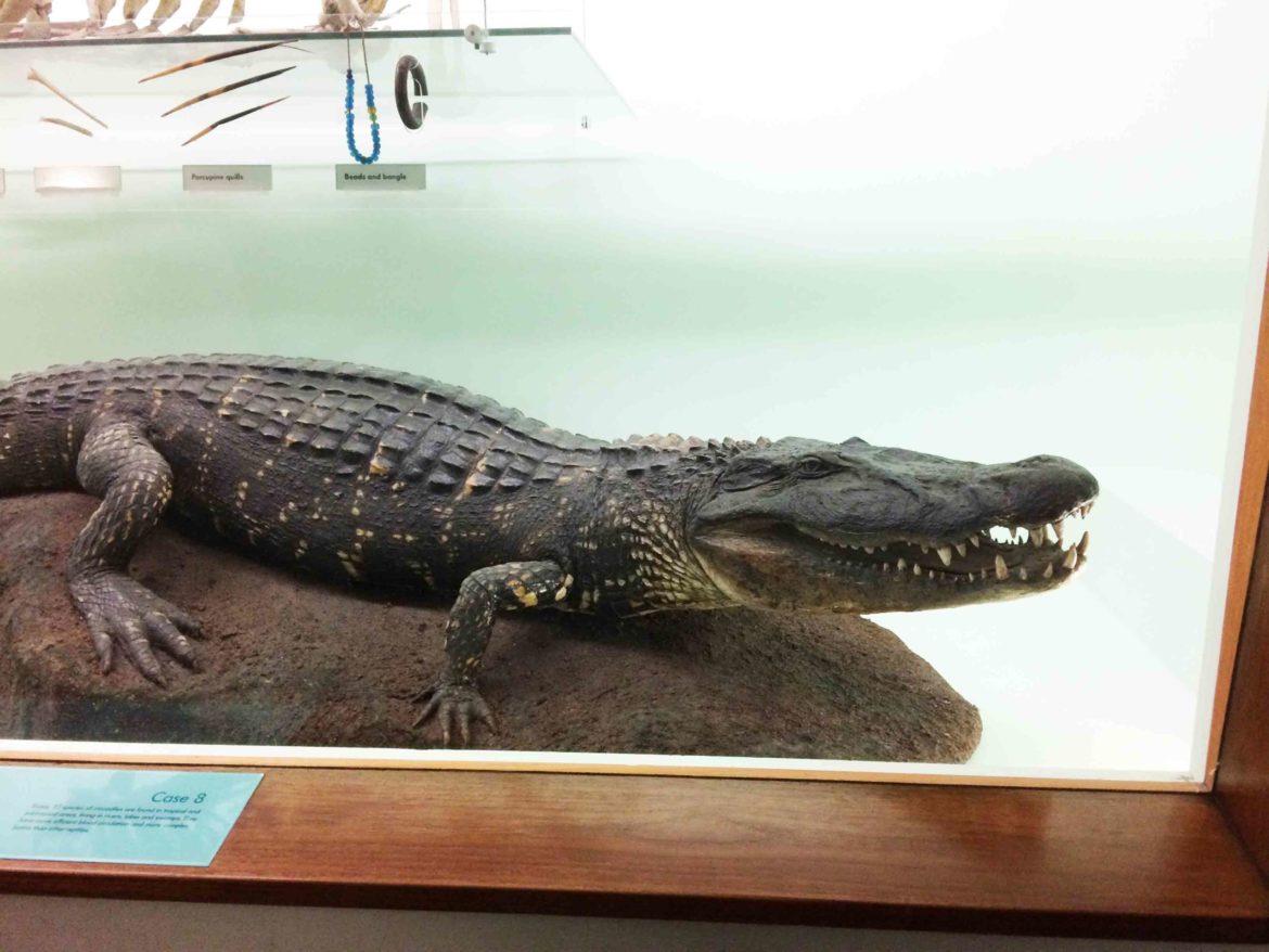 Natural-History-Museum-London-2-Op-scaled.jpg