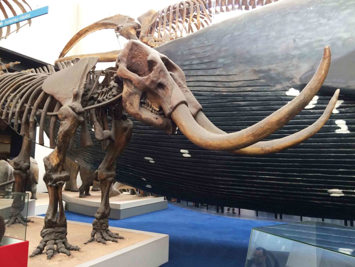 Natural-History-Museum-London-3-Op-scaled.jpg