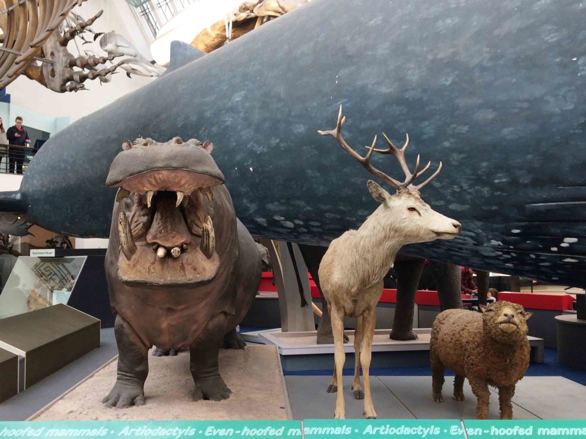 Natural-History-Museum-London-4-Op-scaled.jpg