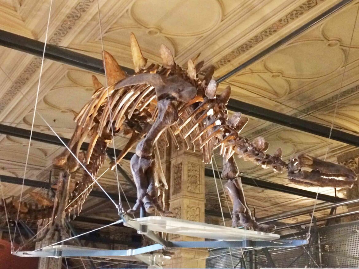 Natural-History-Museum-London-7-Op-scaled.jpg