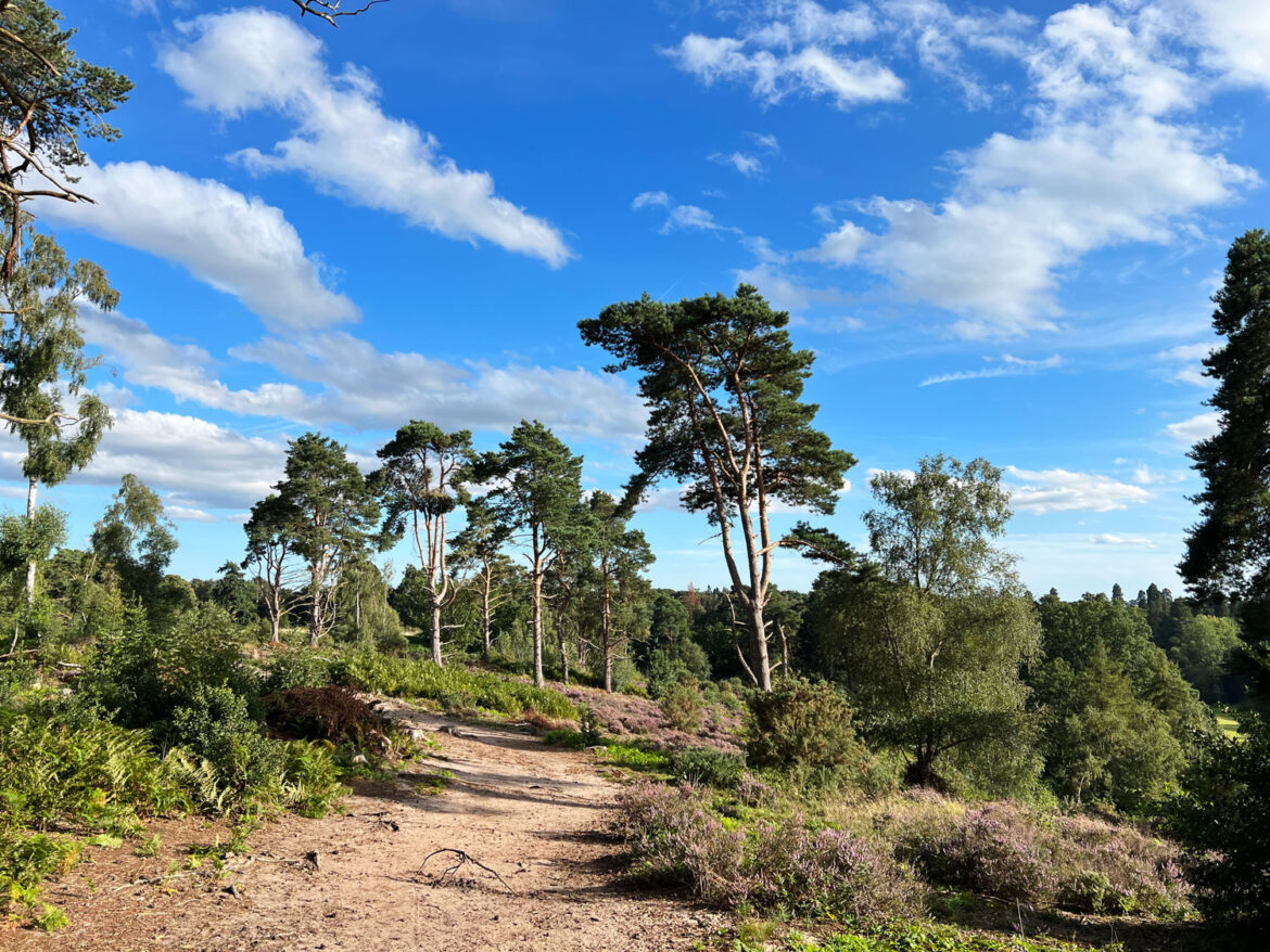 Rushmere-Country-Park-near-Leighton-Linslade-in-Bedfordshire-203.jpg