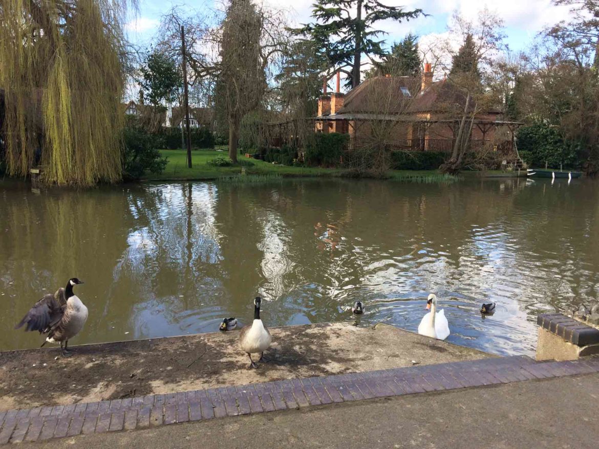 Ray-Mill-Island-and-Boulters-Lock-Maidenhead-17.jpg