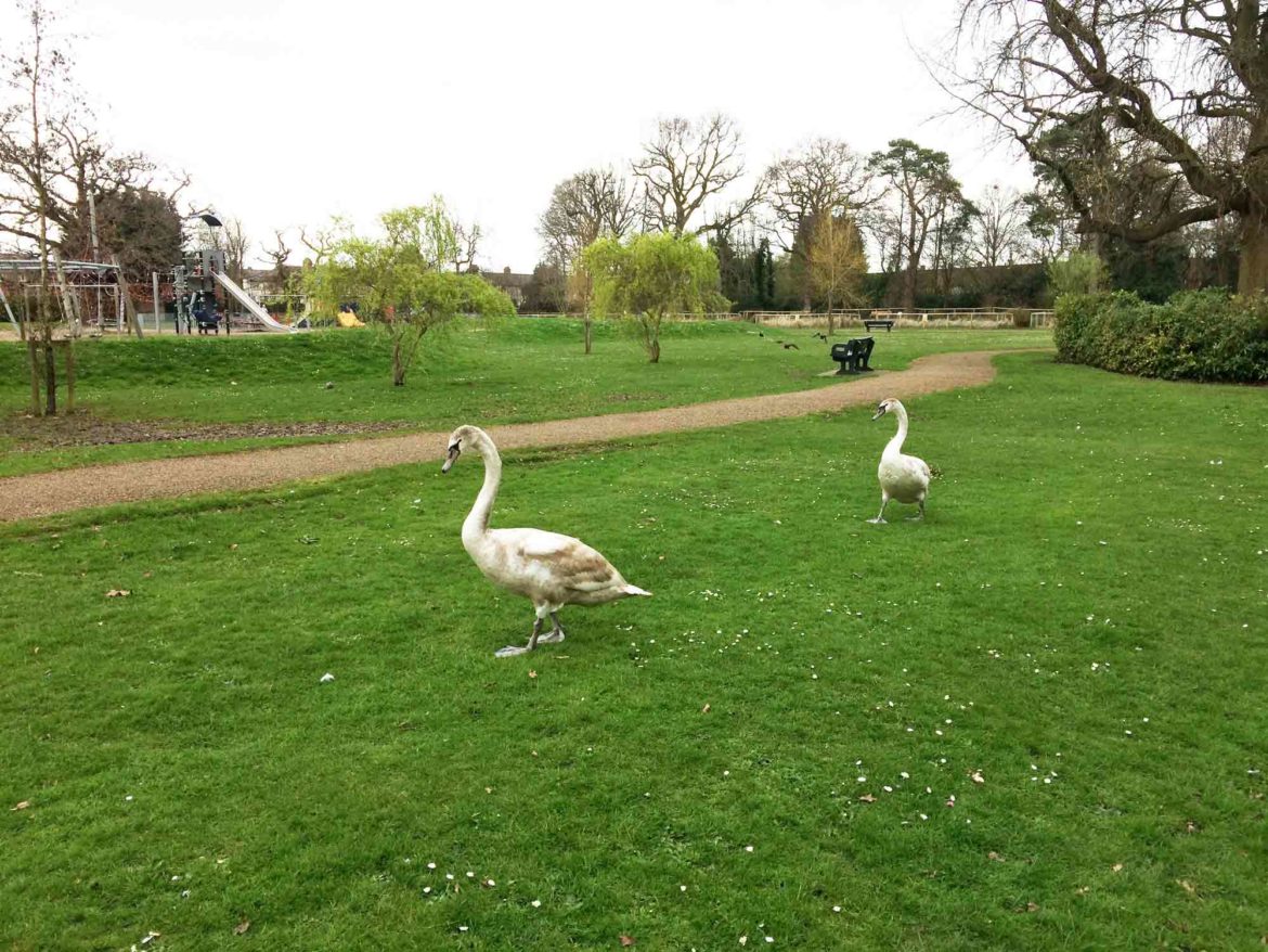 Aldershot-Park-and-Play-Areas-2.jpg
