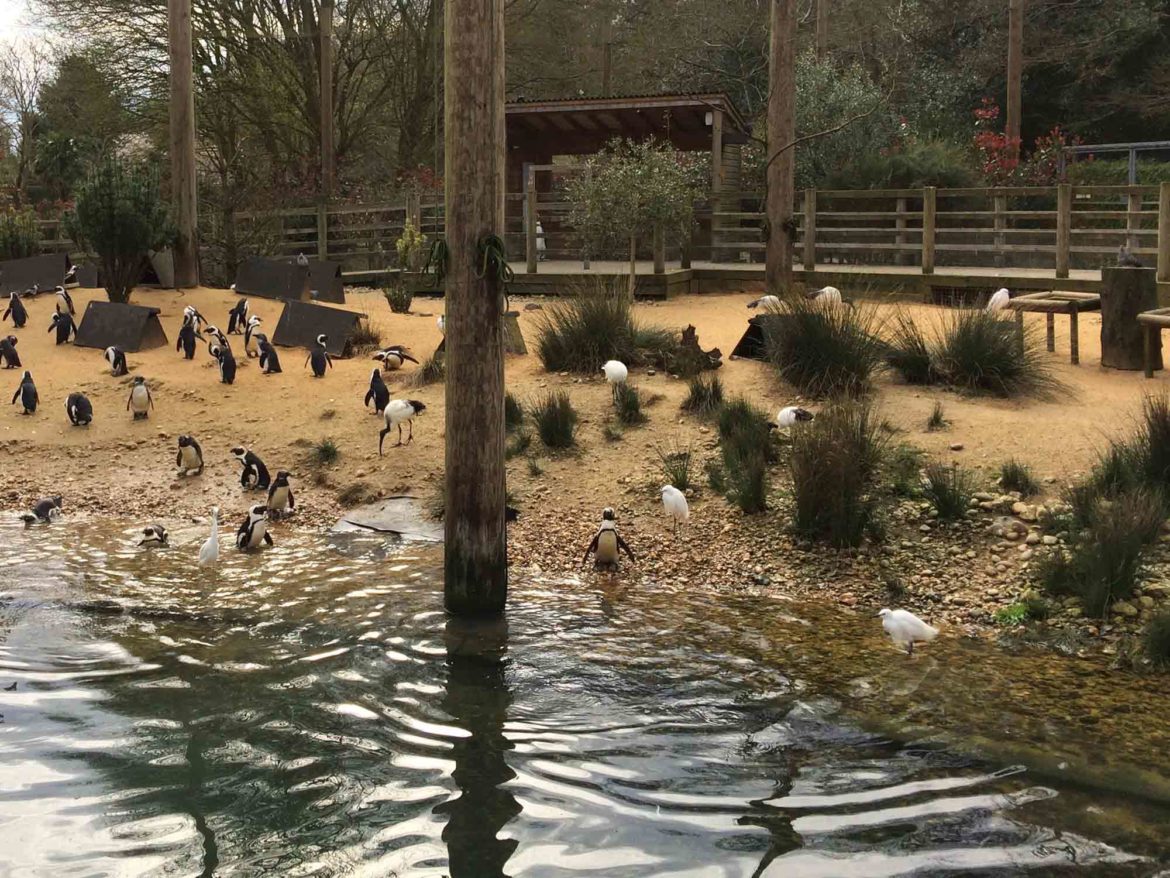 Birdworld-and-Underwater-World-Farnham-12.jpg