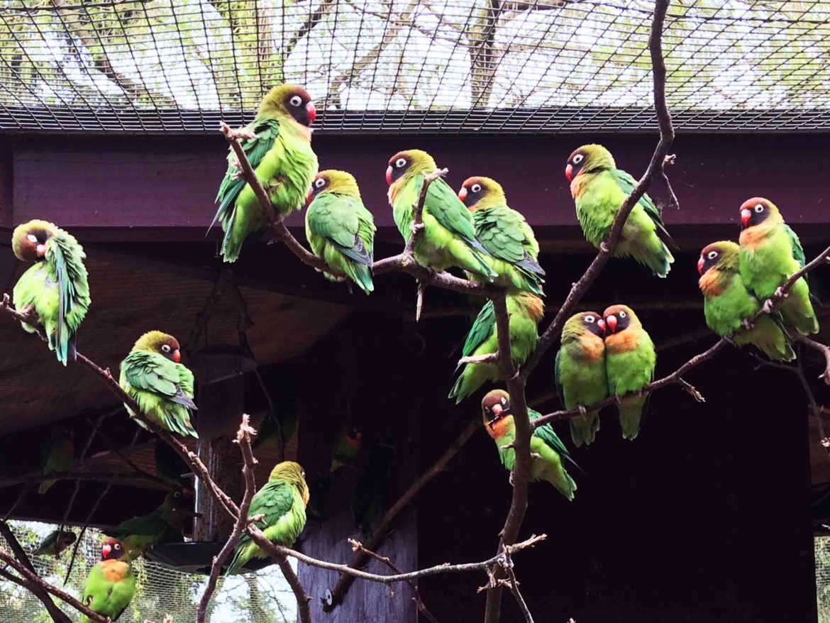 Birdworld-and-Underwater-World-Farnham-22.jpg