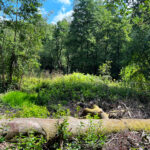 Source of the River Blackwater at Rowhill Nature Reserve in Aldershot, Blackwater Valley Path in Hampshire