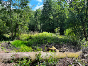 Source of the River Blackwater at Rowhill Nature Reserve in Aldershot, Hampshire