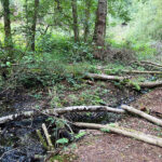 Source of the River Blackwater at Rowhill Nature Reserve in Aldershot, Hampshire