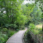 Source of the River Blackwater at Rowhill Nature Reserve in Aldershot, Hampshire