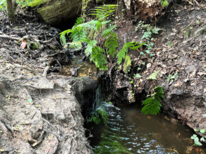 Source of the River Blackwater at Rowhill Nature Reserve in Aldershot, Hampshire
