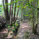 Source of the River Blackwater at Rowhill Nature Reserve in Aldershot, Hampshire