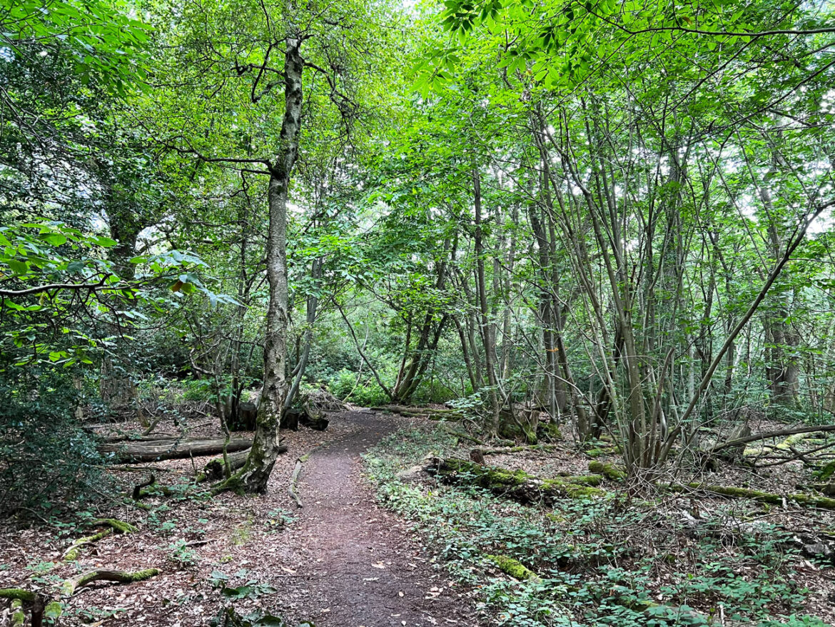 Rowhill-Nature-Reserve-in-Aldershot-Hampshire-220.jpg