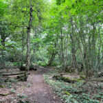 Source of the River Blackwater at Rowhill Nature Reserve in Aldershot, Hampshire