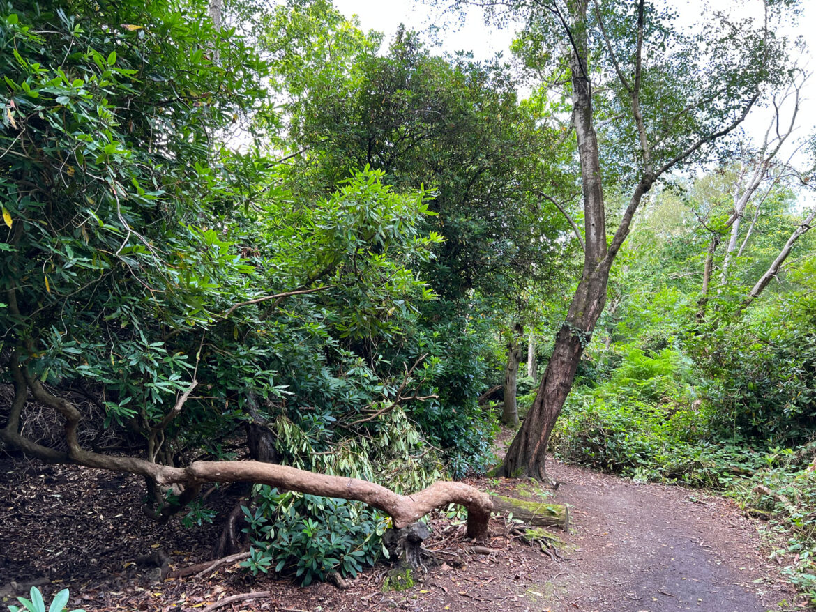 Rowhill-Nature-Reserve-in-Aldershot-Hampshire-222.jpg