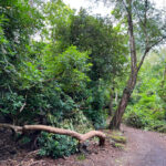 Source of the River Blackwater at Rowhill Nature Reserve in Aldershot, Hampshire