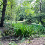 Source of the River Blackwater at Rowhill Nature Reserve in Aldershot, Blackwater Valley Path in Hampshire