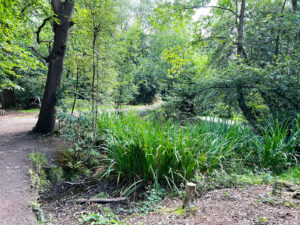 Source of the River Blackwater at Rowhill Nature Reserve in Aldershot, Hampshire