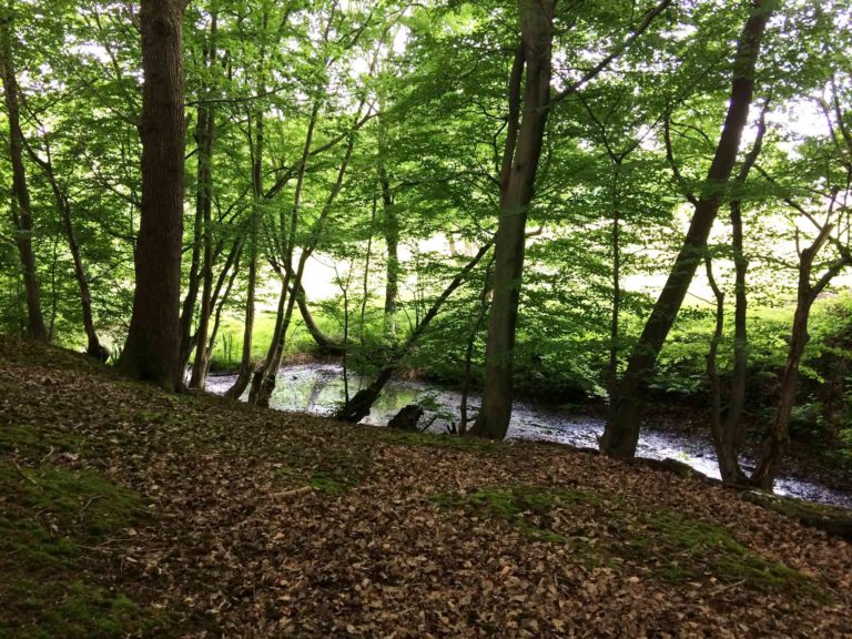 Baldhorns Copse, Rusper - The Source of the River Mole