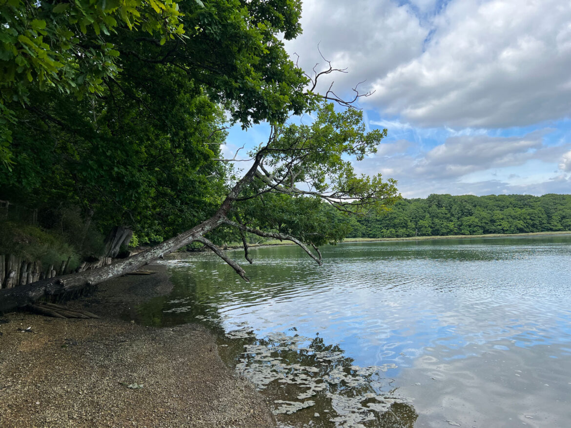 River-Hamble-Country-Park-109.jpg
