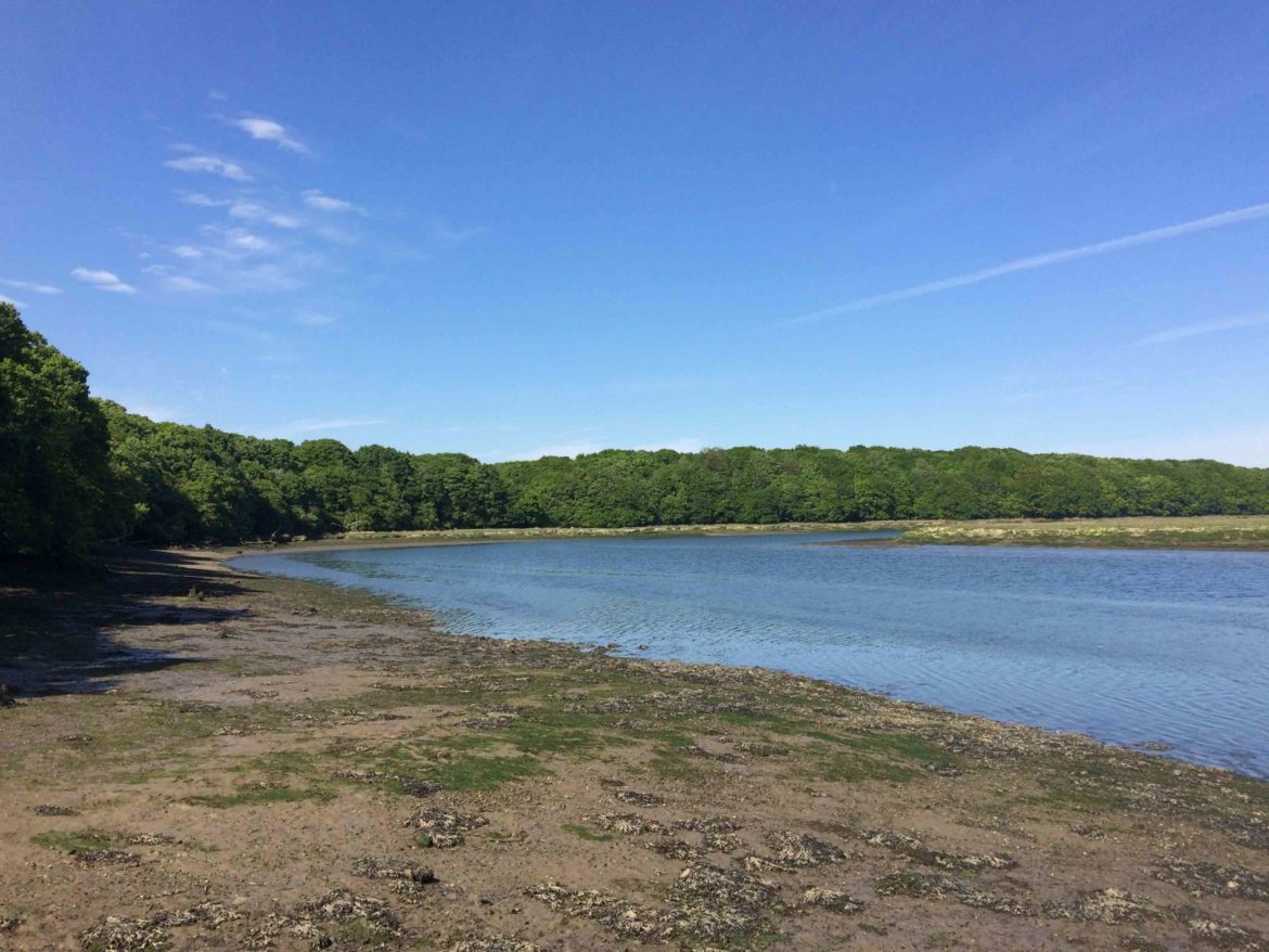 River-Hamble-Country-Park-Bursledon-2-scaled.jpg