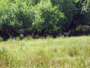 Bolderwood, New Forest