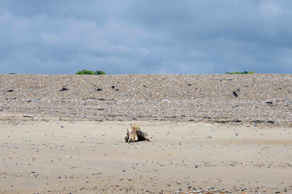 Littlehampton-West-Beach-West-Sussex-11-scaled.jpg