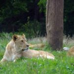 Longleat Safari Park and Adventure Gardens, Warminster, Wiltshire