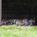 Longleat Safari Park and Adventure Gardens, Warminster, Wiltshire