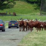 Longleat Safari Park and Adventure Gardens, Warminster, Wiltshire