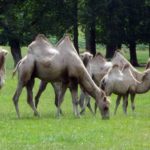 Longleat Safari Park and Adventure Gardens, Warminster, Wiltshire