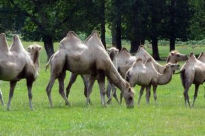 Longleat Safari Park and Adventure Gardens, Warminster, Wiltshire