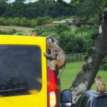 Longleat Safari Park and Adventure Gardens, Warminster, Wiltshire