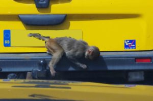 Longleat Safari Park and Adventure Gardens, Warminster, Wiltshire