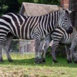 Longleat Safari Park and Adventure Gardens, Warminster, Wiltshire