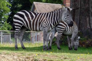 Longleat Safari Park and Adventure Gardens, Warminster, Wiltshire