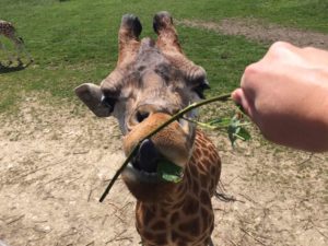 Longleat Safari Park and Adventure Gardens, Warminster, Wiltshire