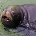 Longleat Safari Park and Adventure Gardens, Warminster, Wiltshire