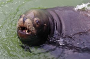 Longleat Safari Park and Adventure Gardens, Warminster, Wiltshire