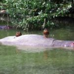 Longleat Safari Park and Adventure Gardens, Warminster, Wiltshire