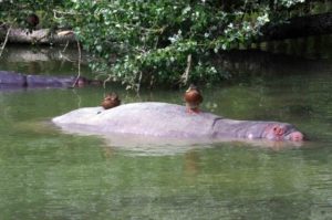 Longleat Safari Park and Adventure Gardens, Warminster, Wiltshire