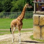 Longleat Safari Park and Adventure Gardens, Warminster, Wiltshire